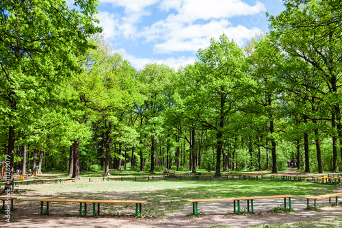 green oak trees and benches in city garden