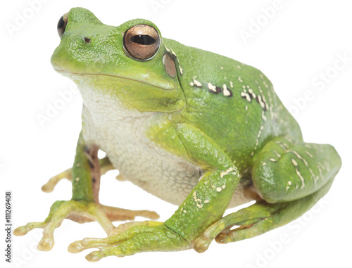 tree frog or treefrog, hypsiboas riojanus. A mcro of a beautiful green animal isolated on a white background.