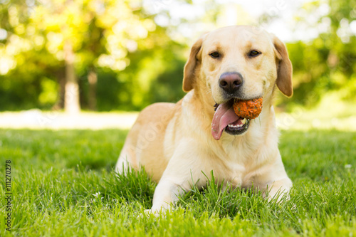 Yellow Labrador dog in the park