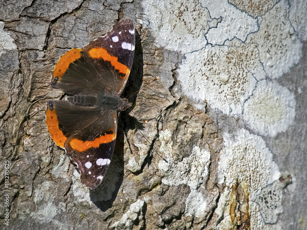 Fototapeta premium Red Admiral Butterfly
