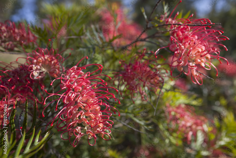 Plants in a park in Barcelona. Grevillea Robyn Gordon plant. Proteaceae family Plants in a park in Barcelona. Grevillea Robyn Gordon plant. Proteaceae family
