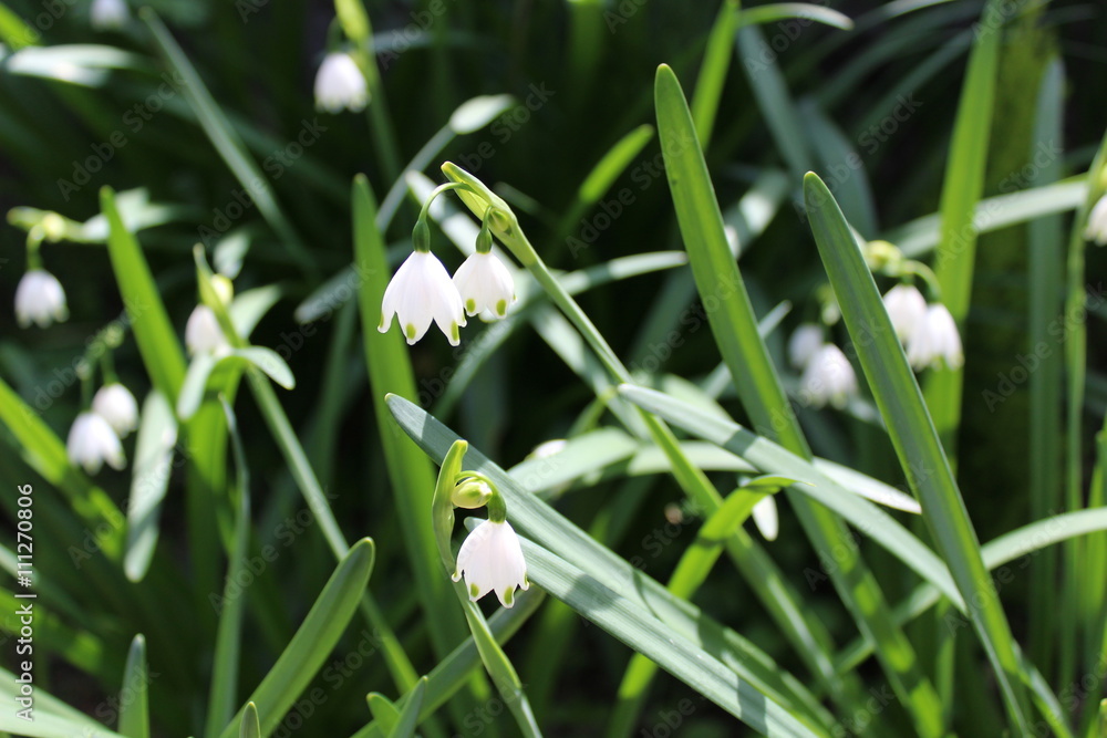 Obraz premium Snowdrop 