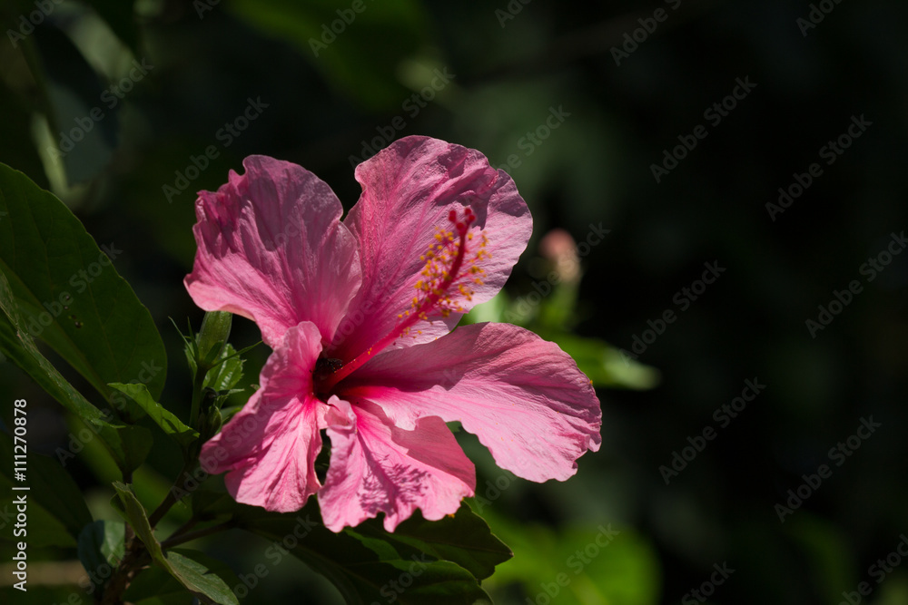 Obraz premium Flor Rosa Esta linda flor é bastante comum no Cerrado Brasileiro.