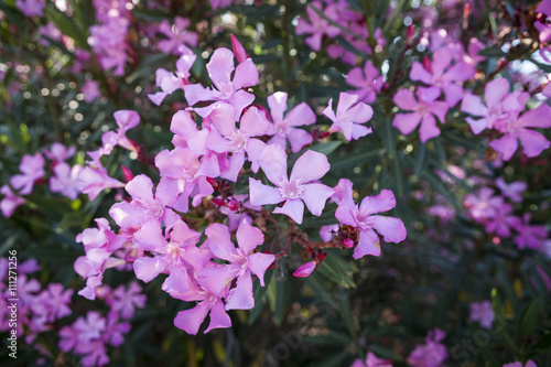 Plants in a park in Barcelona. Oleander