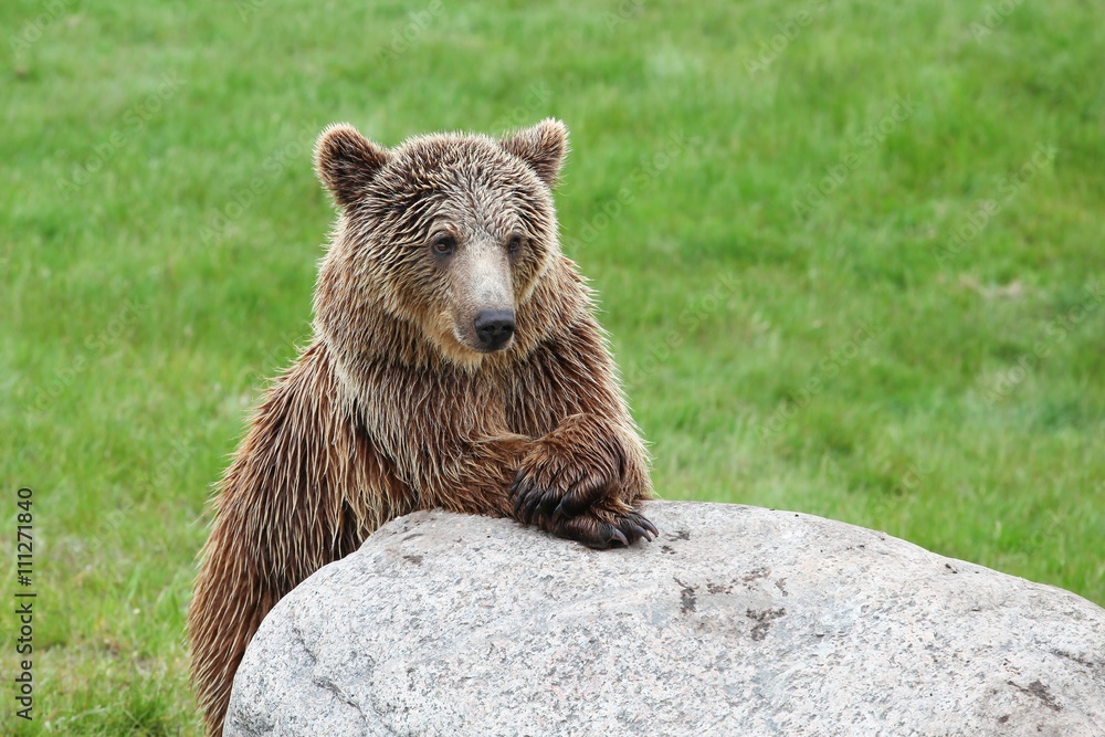 Fototapeta premium Brown bear in the nature 