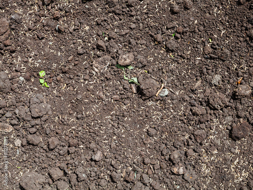 Принти на полотні sowing grass seeds in loosened soil of lawn