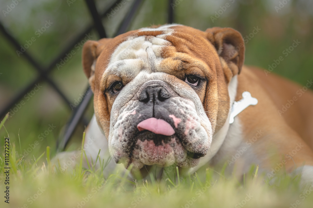 English bulldog with tongue sticking out