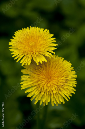 dandelion against green background.