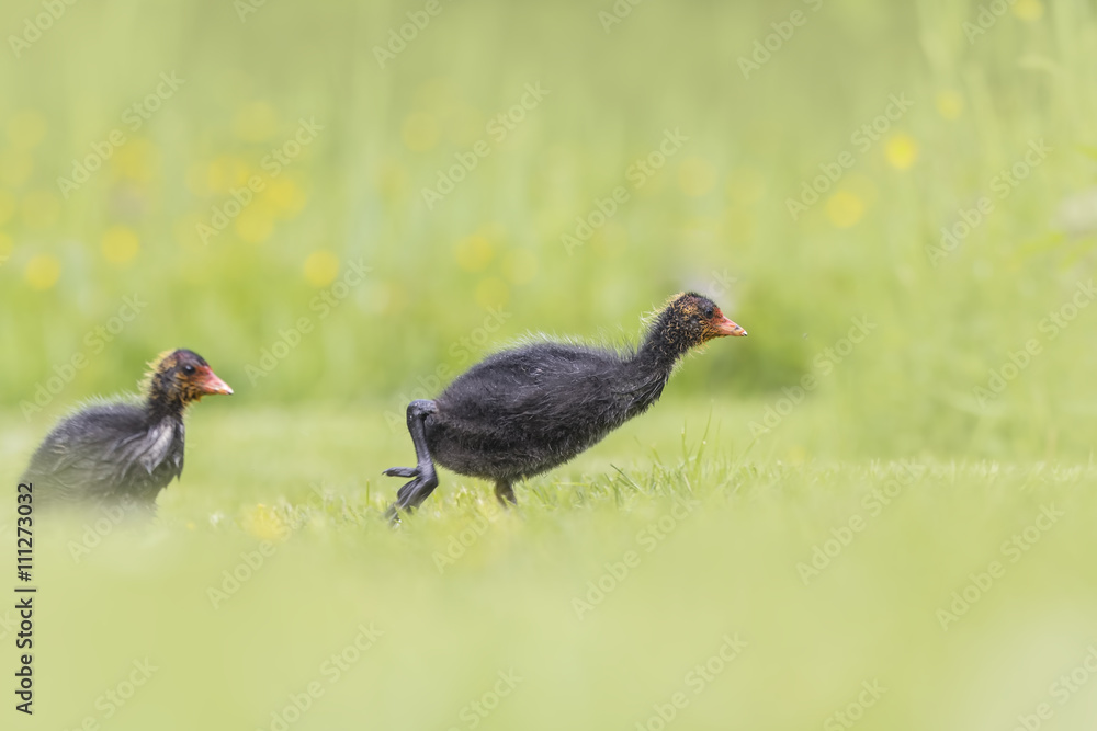 Coot chick walking a field Coot chick walking a field