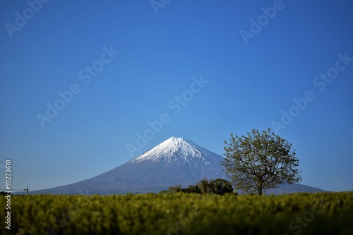 茶畑から見た富士山