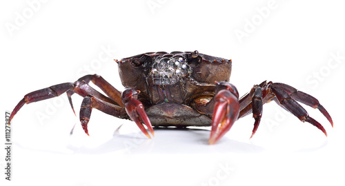 crab isolated on white background.