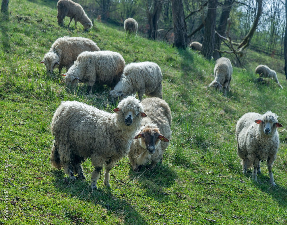 Fototapeta premium Sheep on a meadow in early spring 03