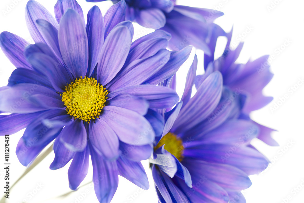 Fototapeta premium macro image of violet daisy