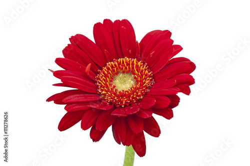 red gerbera daisy