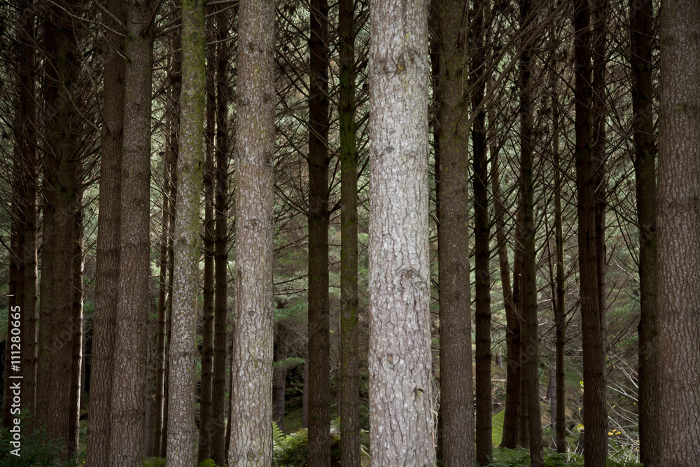 Fototapeta premium Trees in the forest