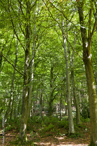 Trees in the forest