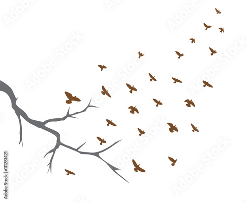 Birds Flying