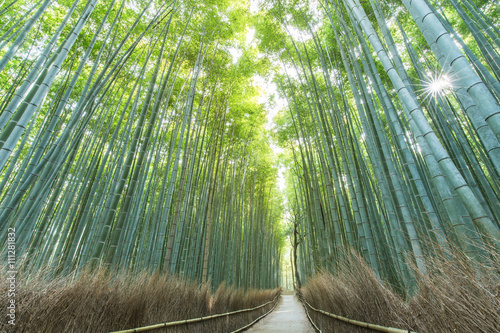 Bamboo Forest in Japan, Arashiyama, Kyoto photo
