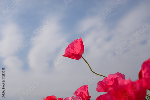 赤いポピーの花 青空をバックに風に揺れる赤いポピーの花が印象的だった。