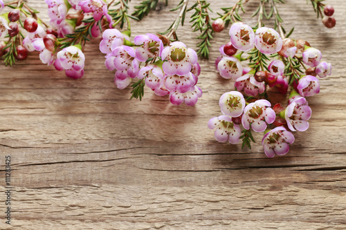 Pink chamelaucium (wax flower) on wooden background © agneskantaruk