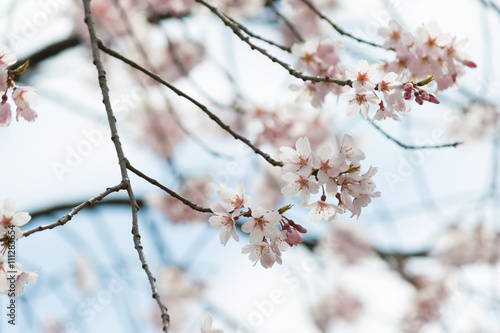 桜と木