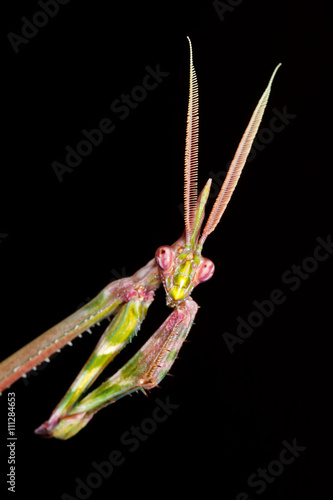 Cone-headed Mantid photo