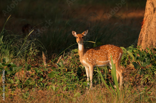 Female spotted deer © EcoView