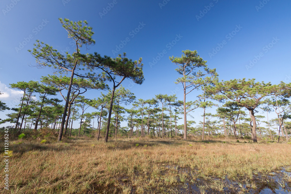 Travel landscape - blue sky and pine trees .