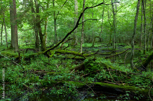 Dead broken trees moss wrapped with nettle