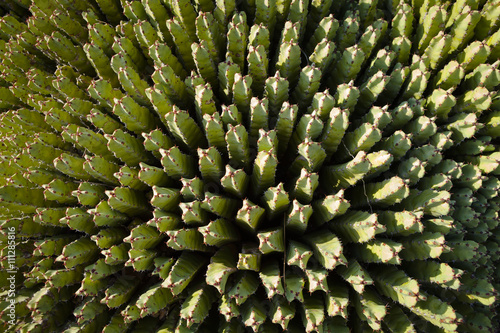 Plants in a park in Barcelona. succulent plant from Morocco called Euphorbia resinifera. Resin spurge. photo