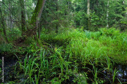 Rich riparian mixed stand of Bialowieza Forest
