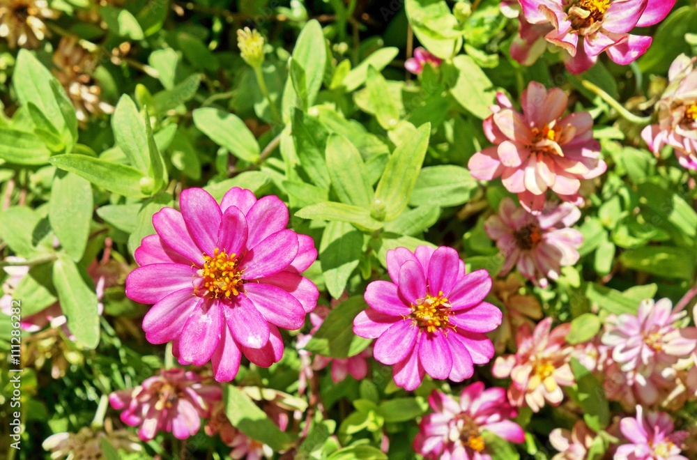 pink zinnia flower in garden pink zinnia flower in garden