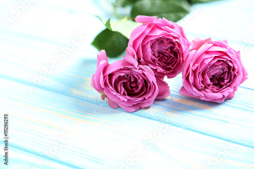 Beautiful pink roses on a blue wooden table