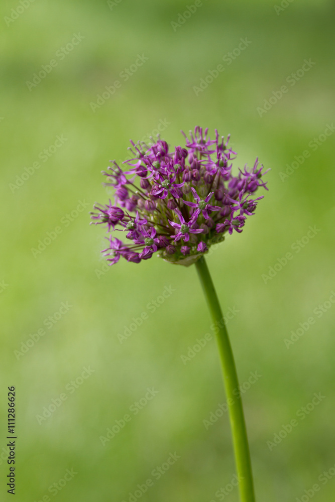 large onion flower large onion flower