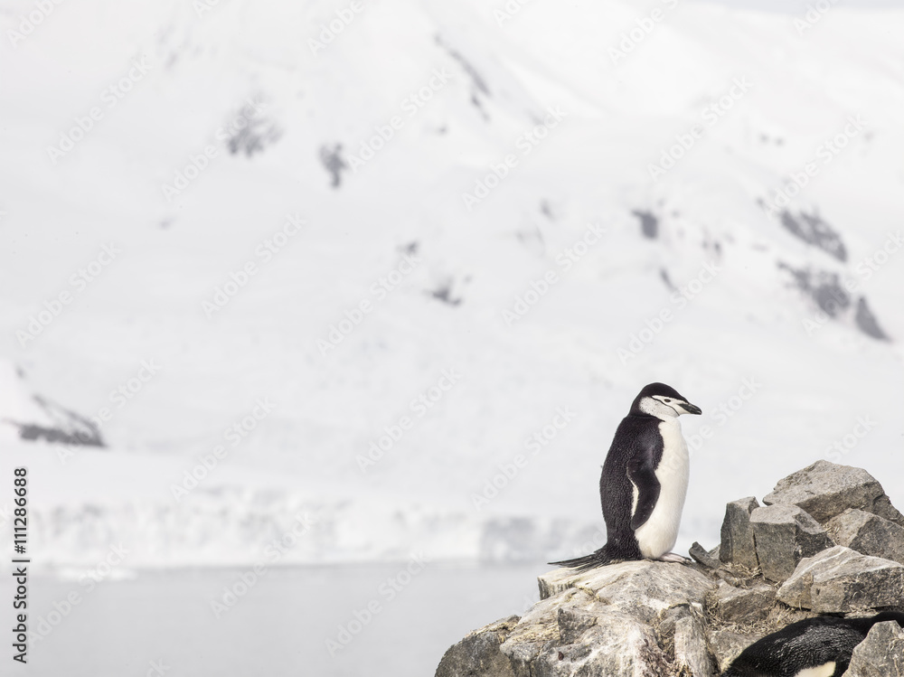 Obraz premium chinstrap penguin in antarctica