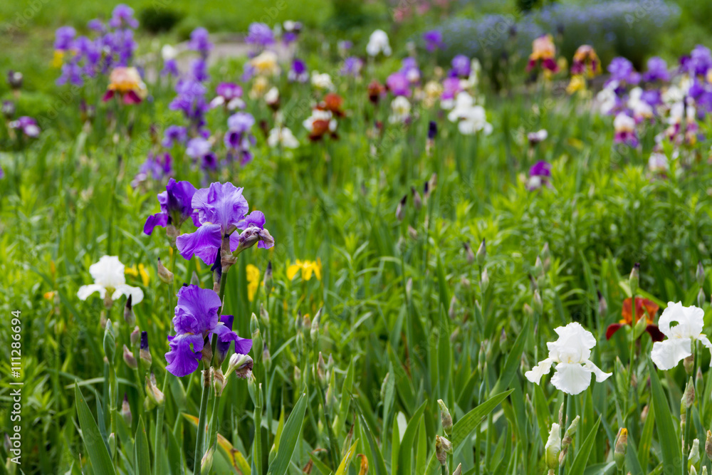 Naklejka premium iris flowers in the flowerbed
