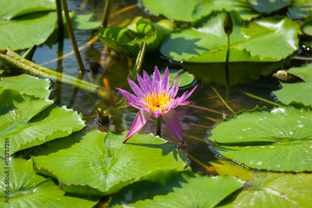Beautiful lotus flower or waterlily Beautiful lotus flower or waterlily