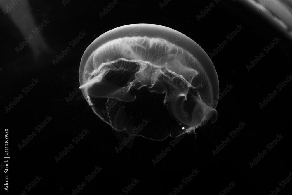 jellyfish jellyfish