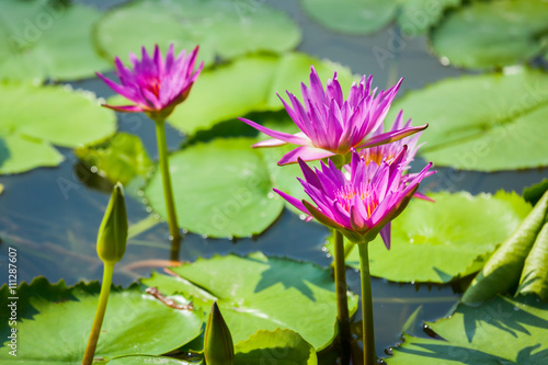 Beautiful lotus flower or waterlily