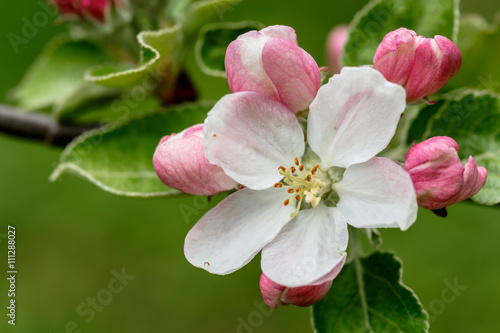 Fototapeta Naklejka Na Ścianę i Meble -  macro flowering apple tree