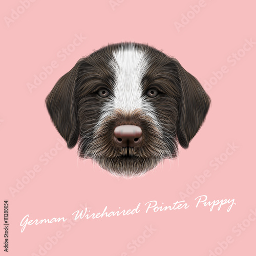 Vector Illustrated Portrait of German Wirehaired Pointer puppy. photo