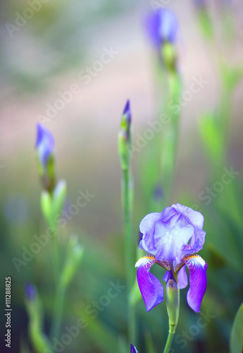 Iris flower on green background