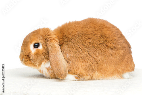 Beautiful domestic rabbit