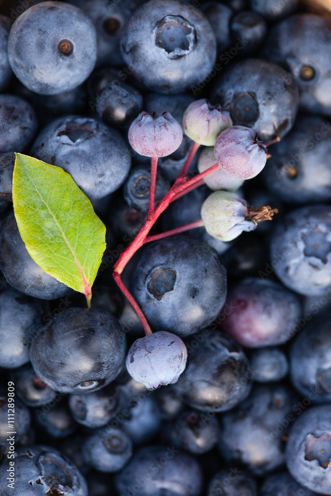 Fototapeta premium fresh blueberries