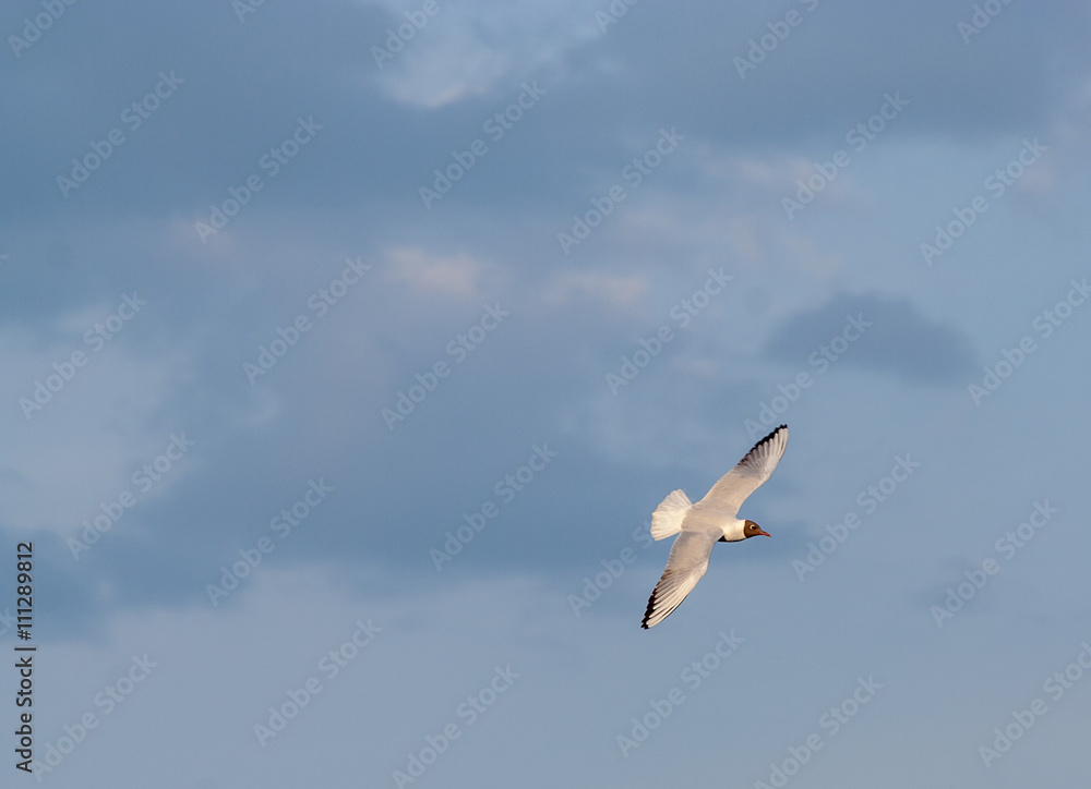 Obraz premium Seagulls in flight on blue sky