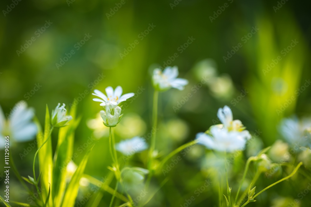 Beautiful wild white chickweed flowers