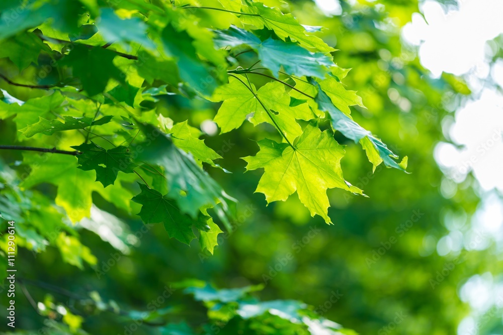 Maple leaves background Maple leaves background