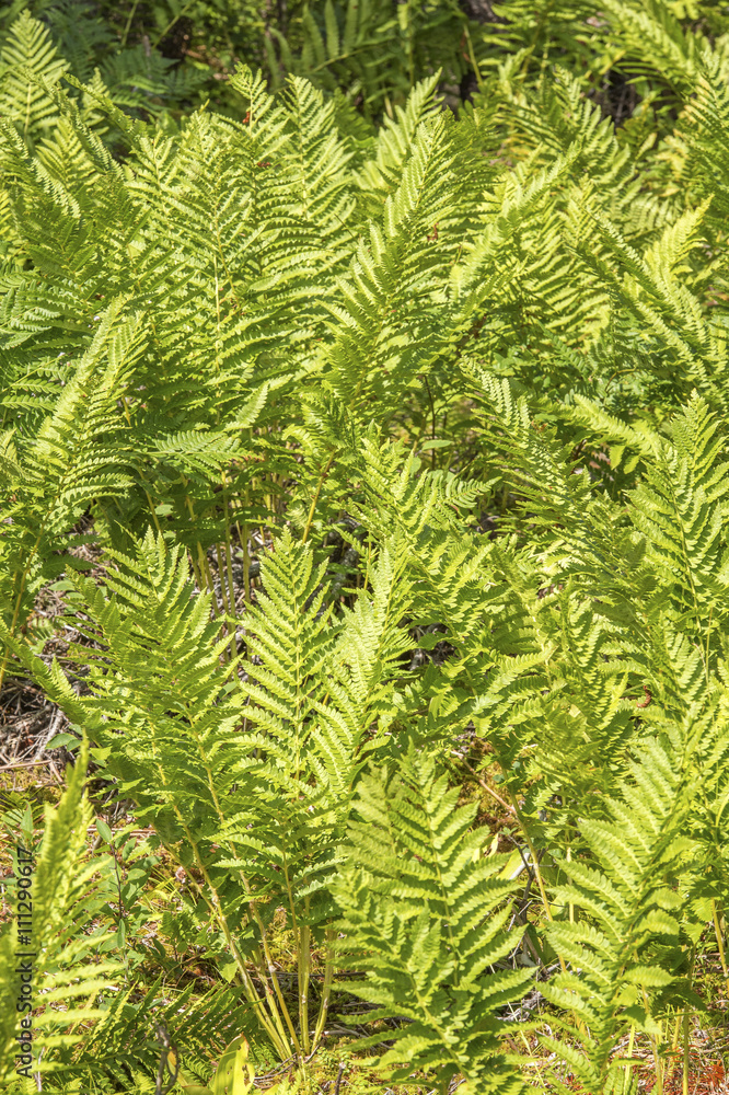 Fern background