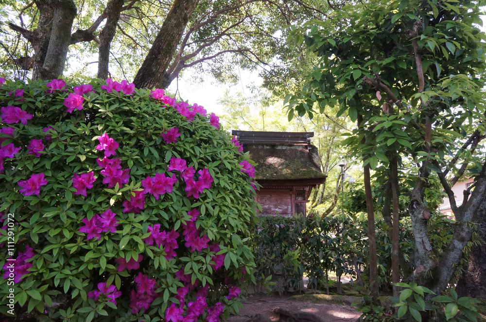 手入れの行き届いたつつじの花の株