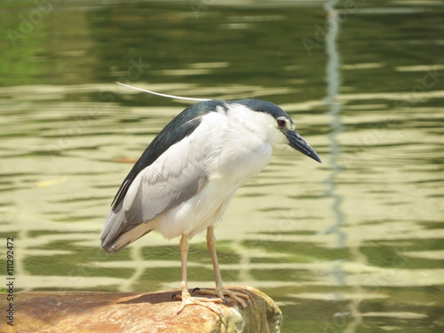 EGRET